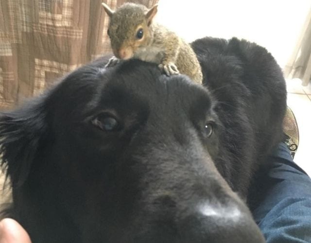squirrel and dog