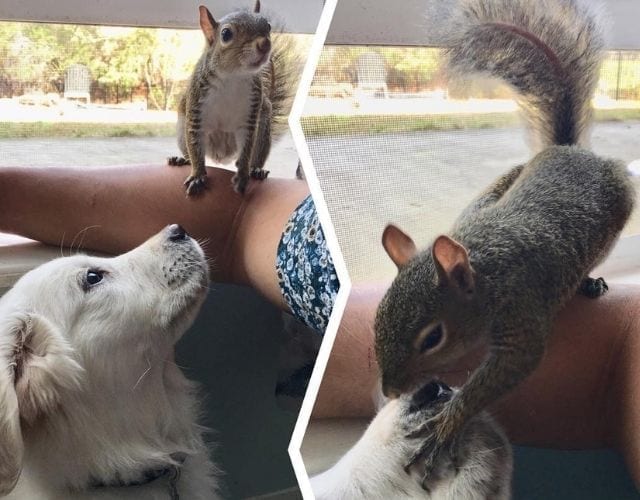 why do dogs love squirrels