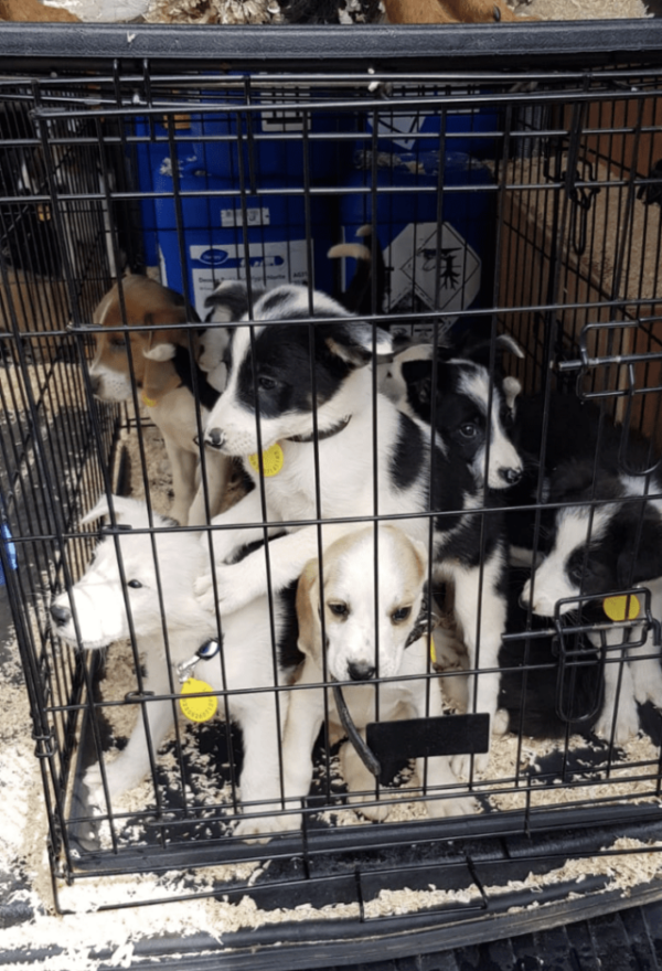 Stolen Puppies in Cage