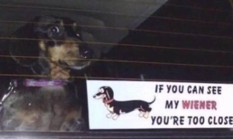 Wiener Dog in Car