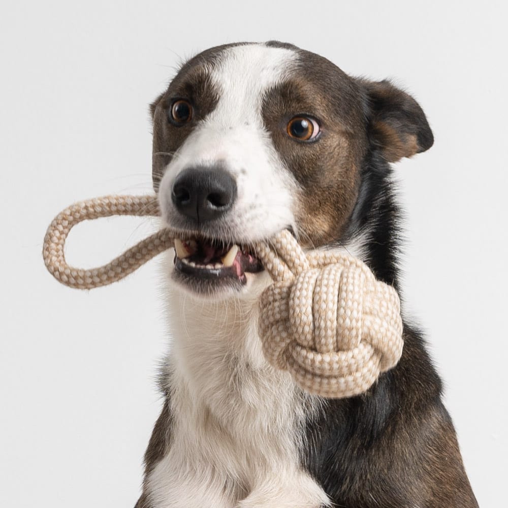Wanna Play? Rope Toy- Deal 60 % OFF