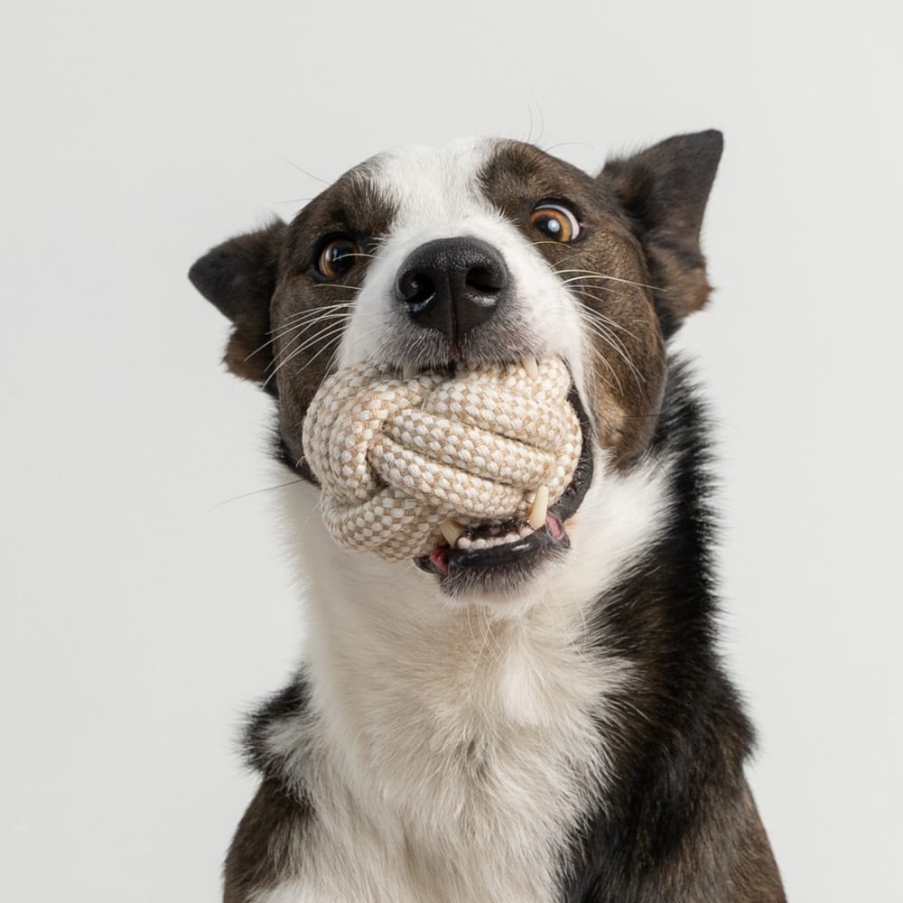 Perfect Durable Rope Ball Toy- Deal 70% OFF