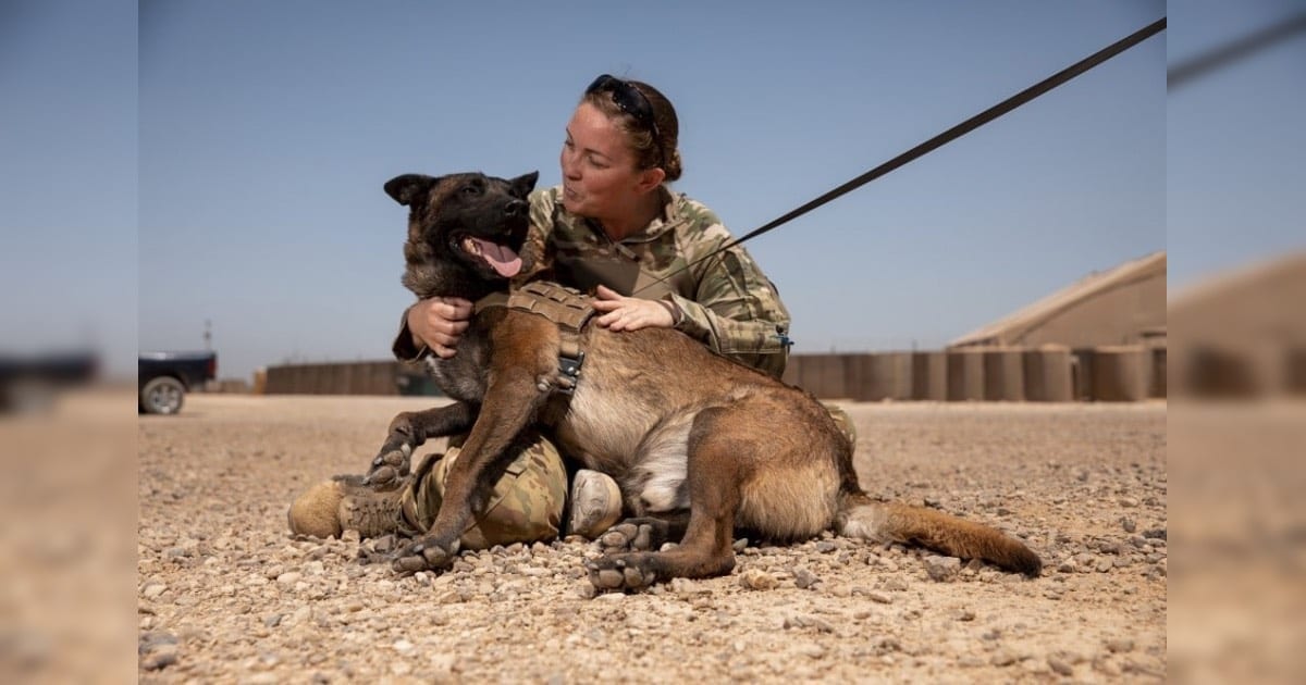 Military Dogs Get First Ever Blood Bank To Save Their Lives In Combat