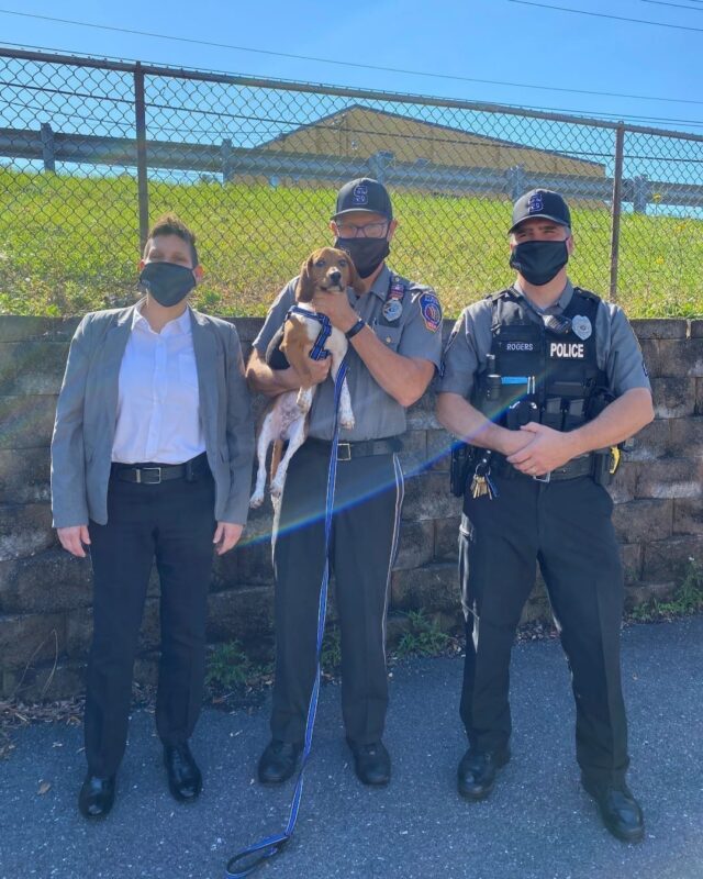 Beagle police dog