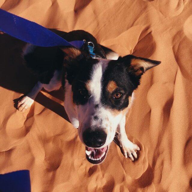 Rescue Dog Smiling