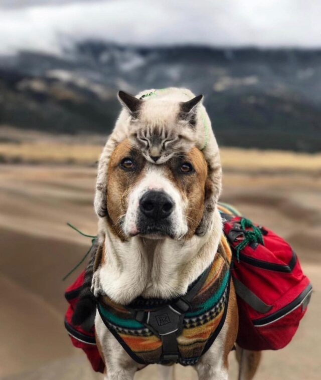 Cat on Dog's head
