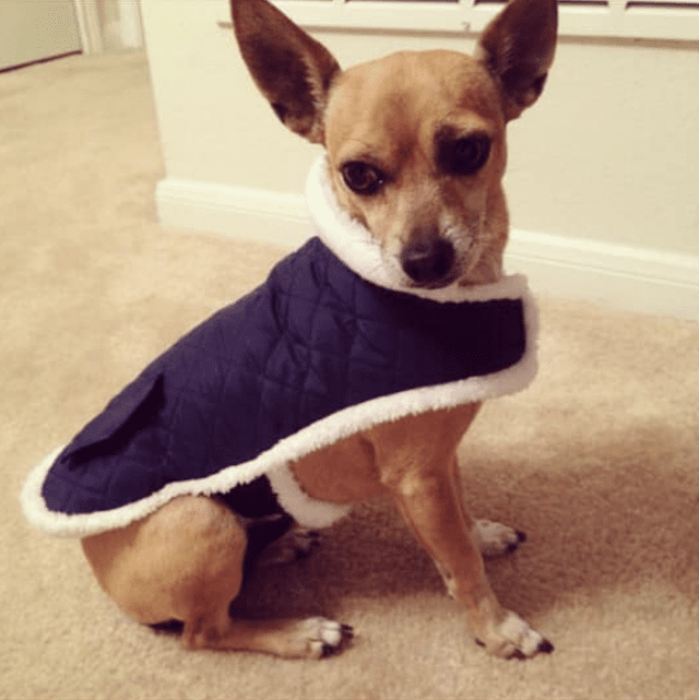 Chihuahua Wearing Jacket