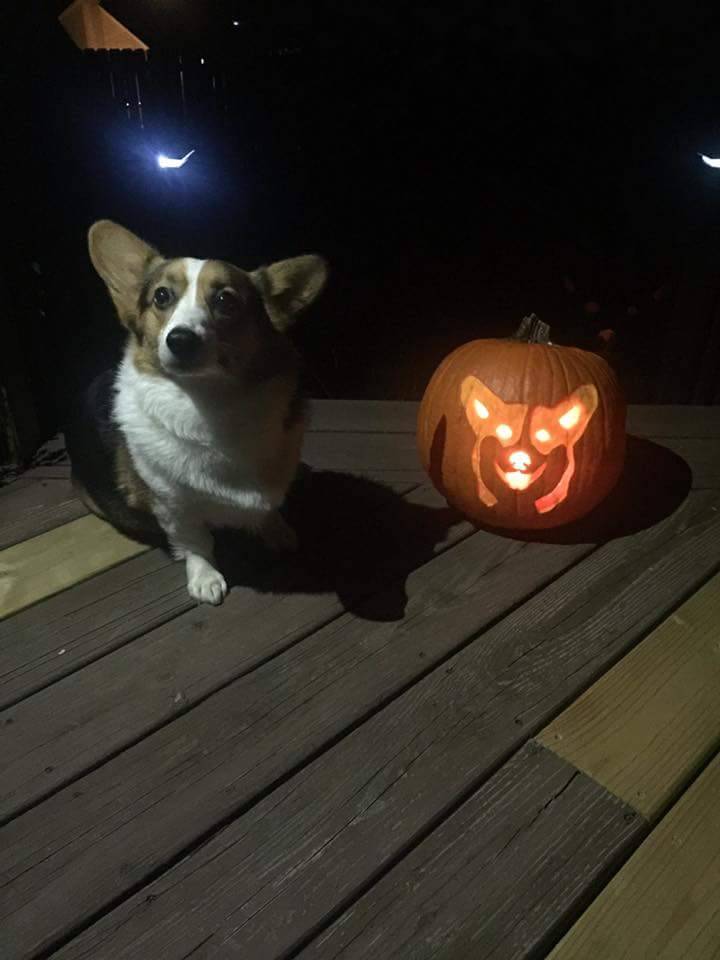 corgi-dog-pumpkin-carving