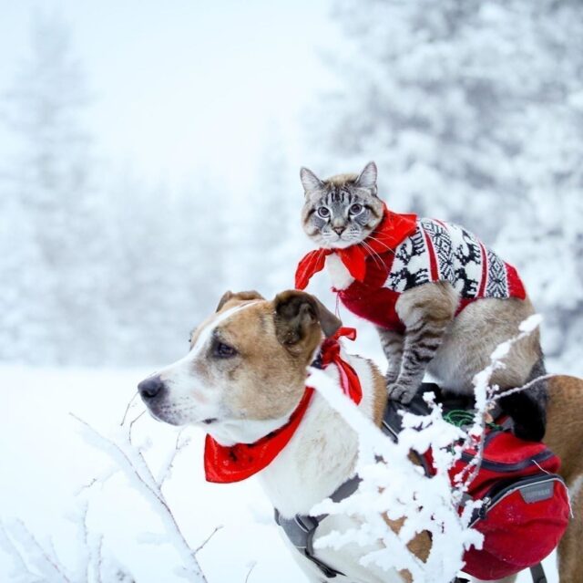 Dog and cat Christmas hike