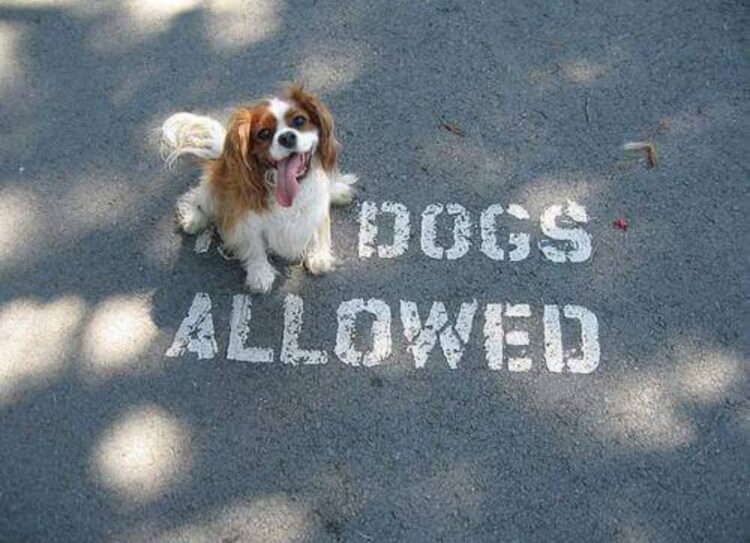 Dogs allowed