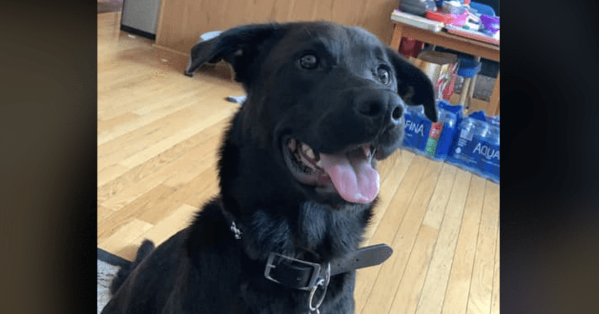 Rescue dog euthanized