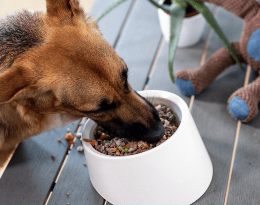 Kabo Review: Canada's New Fresh Dog Food Delivery Brand