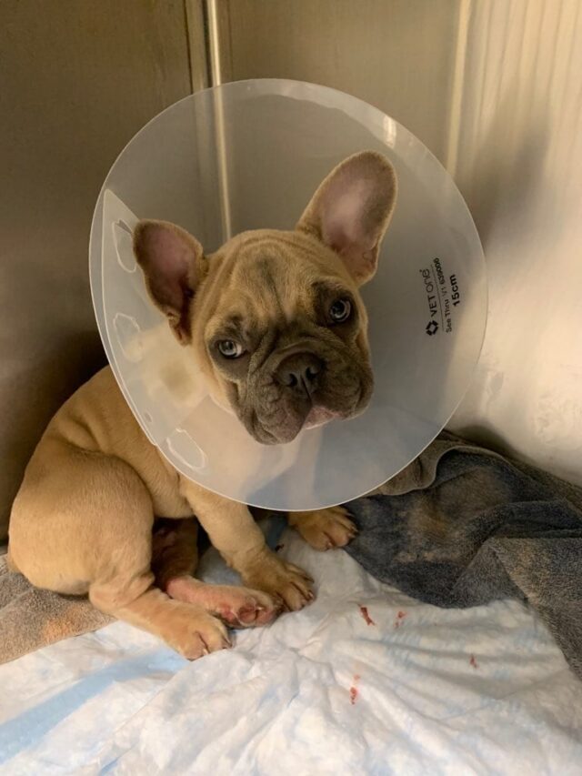Rescue Fights To Keep Neglected French Bulldog Puppies In ...