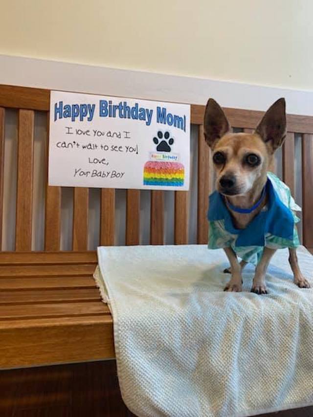 Happy birthday Chihuahua