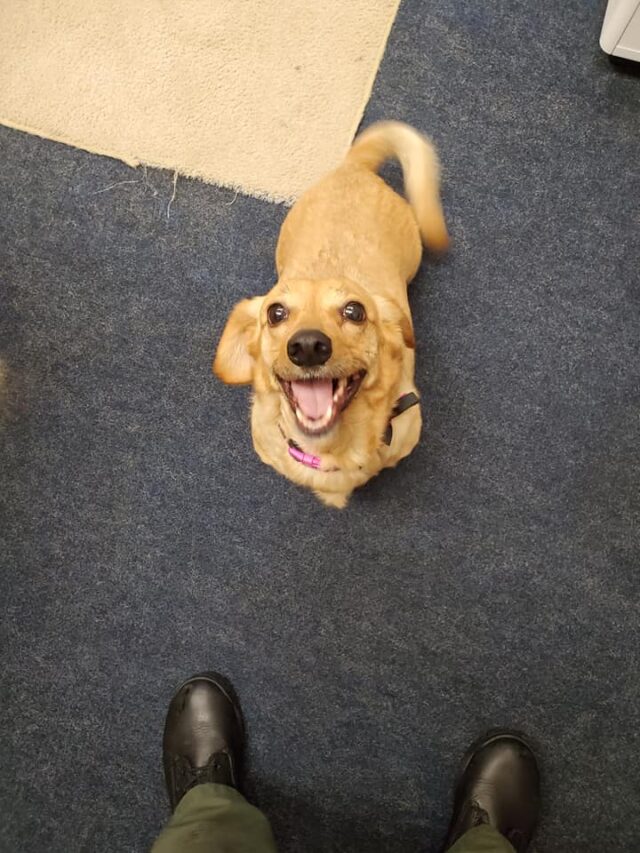 Happy rescue dog