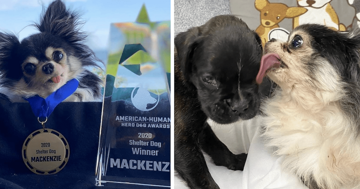 Mackenzie Hero Dog