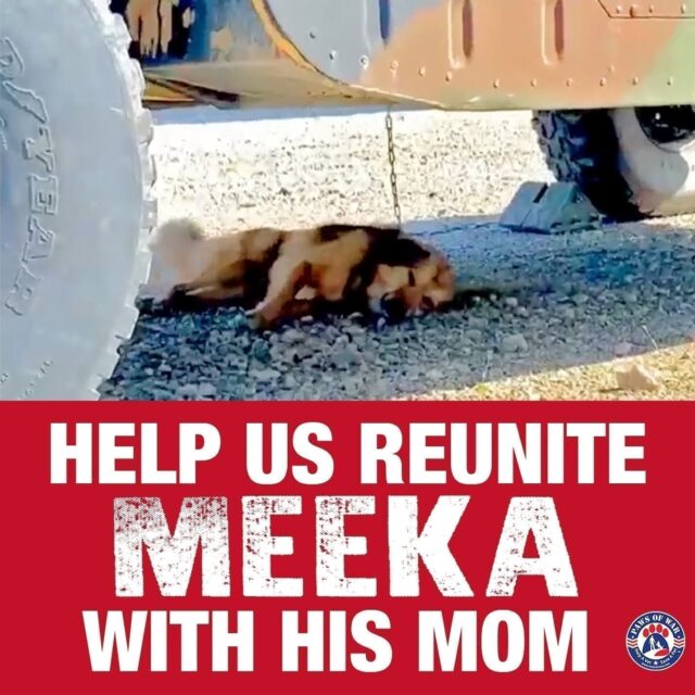 Meeka fundraiser