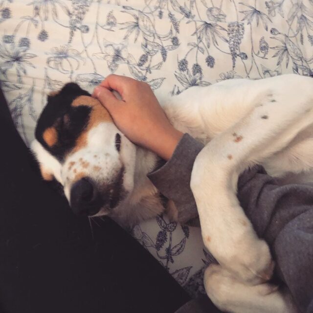 Rescue dog cuddling