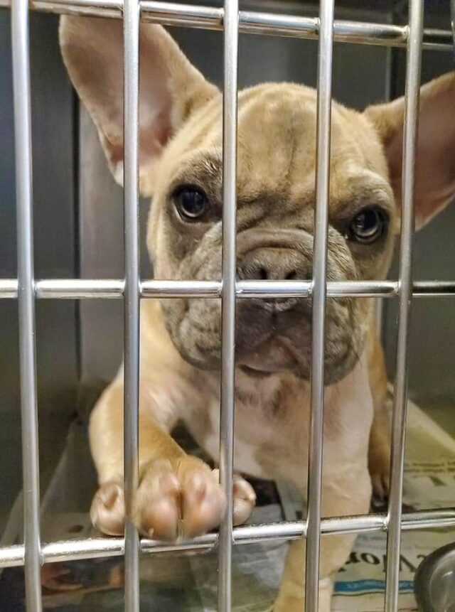Rescue Fights To Keep Neglected French Bulldog Puppies In