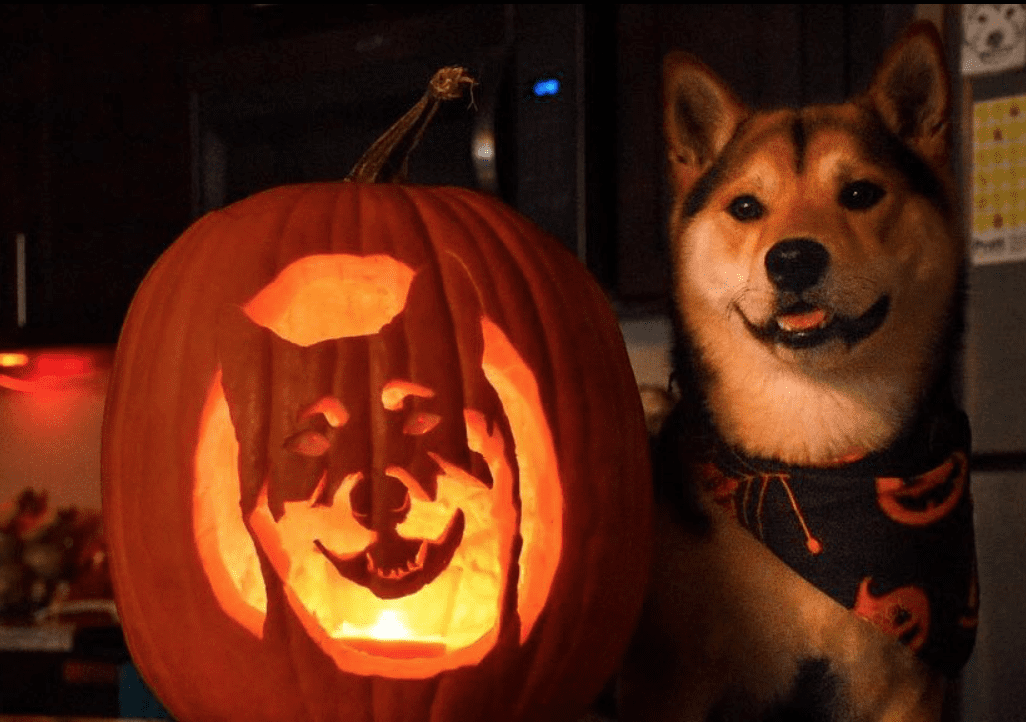 smiling-dog-pumpkin-carving
