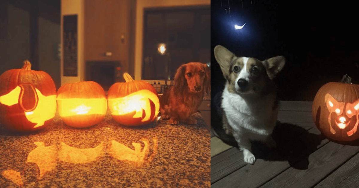 18 Adorable Dog-O-Lanterns To Inspire You This October
