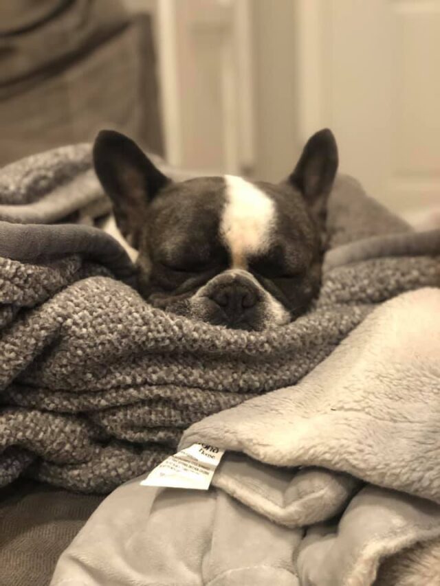 Sleeping French Bulldog