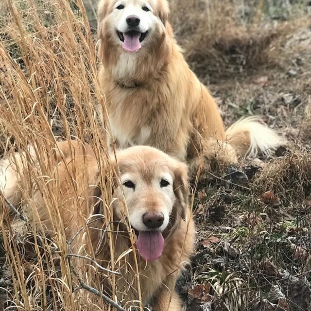 Waylon and Jessi Golden Retrievers