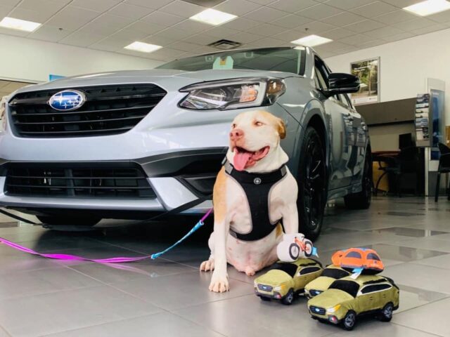 Adoptable Dog with Subaru