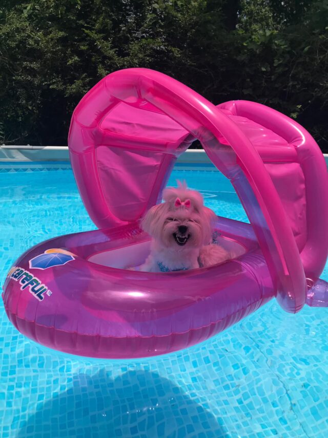 Angry dog on water