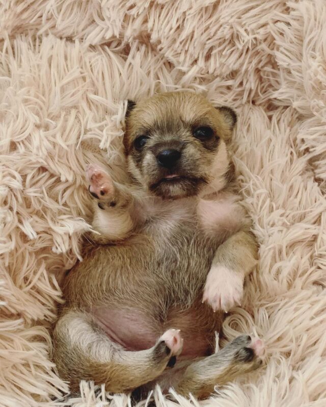 puppy tummy