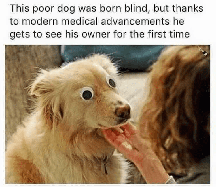 Blind dog sees