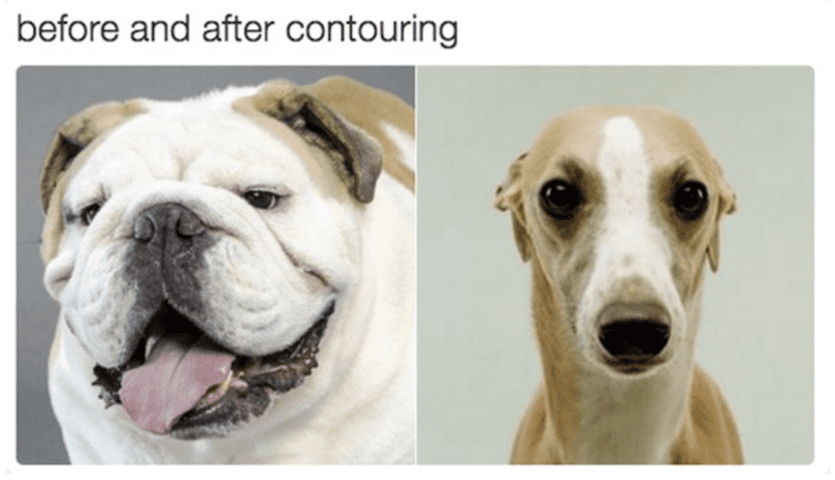 Contour dog