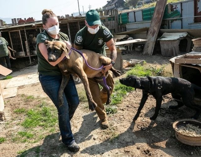 dog meat trade rescue
