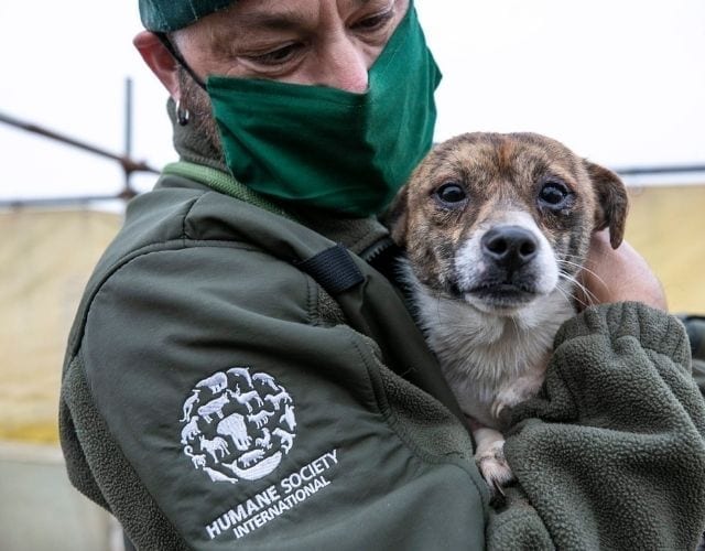 dog meat trade rescue