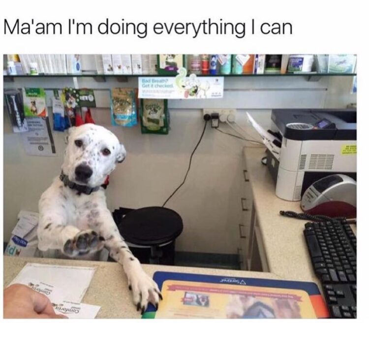 Dog with job