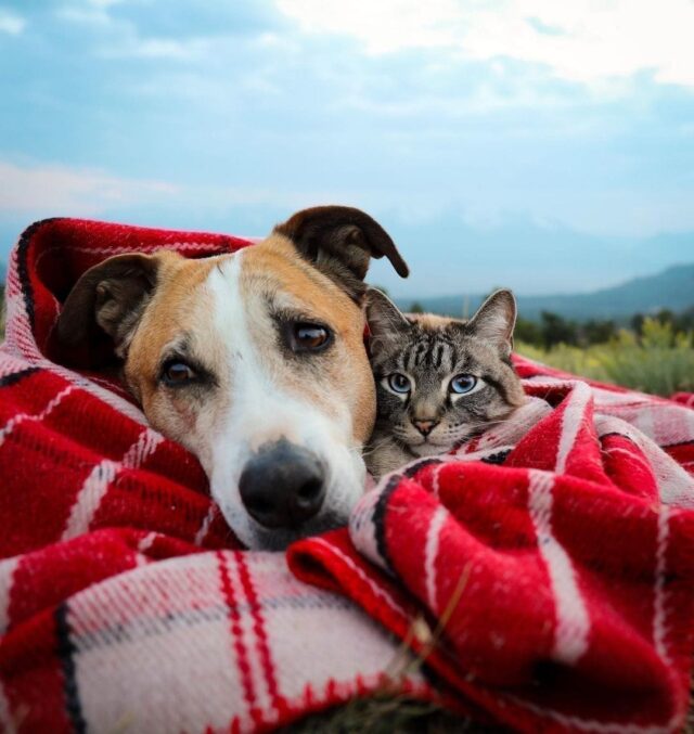 Dog and cat cuddled