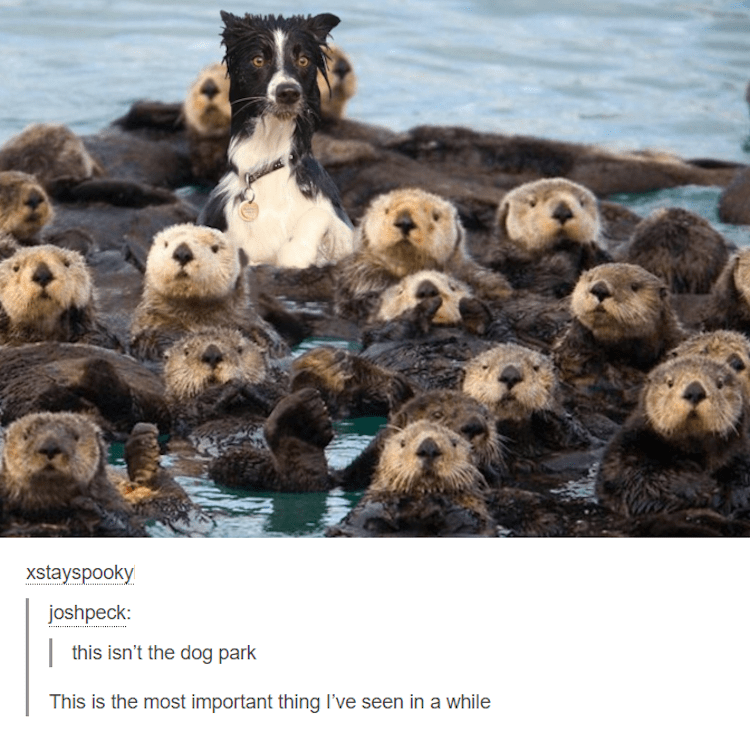 Dog and otters