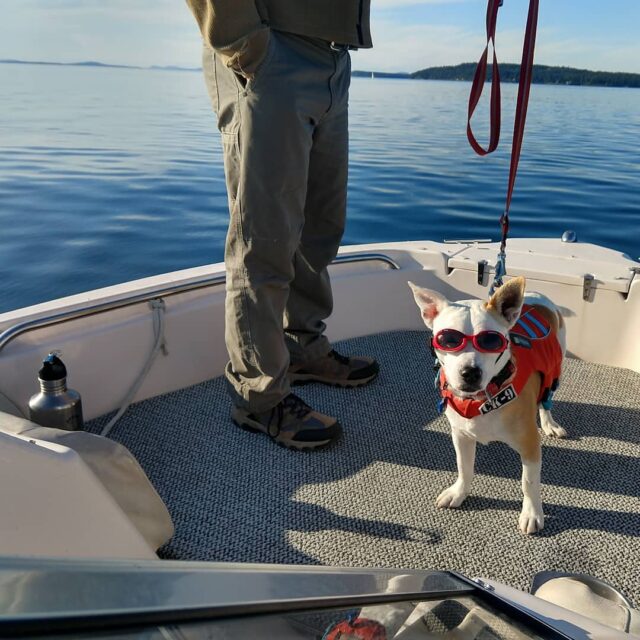 Dog boating