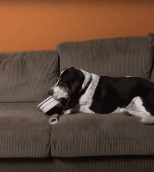 dog ate couch stuffing