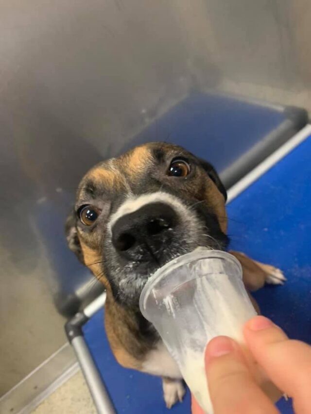 Dog eating puppuccino