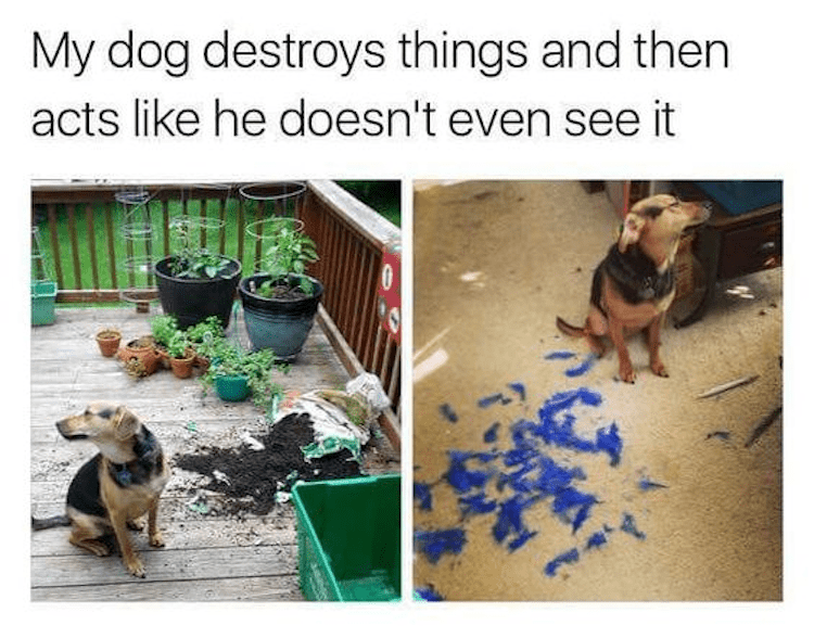 Dog denial