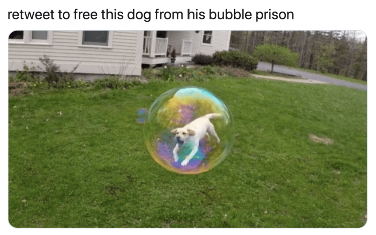 Dog in bubble