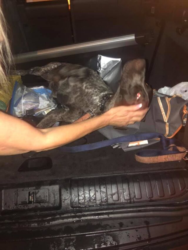 Dog in stolen car