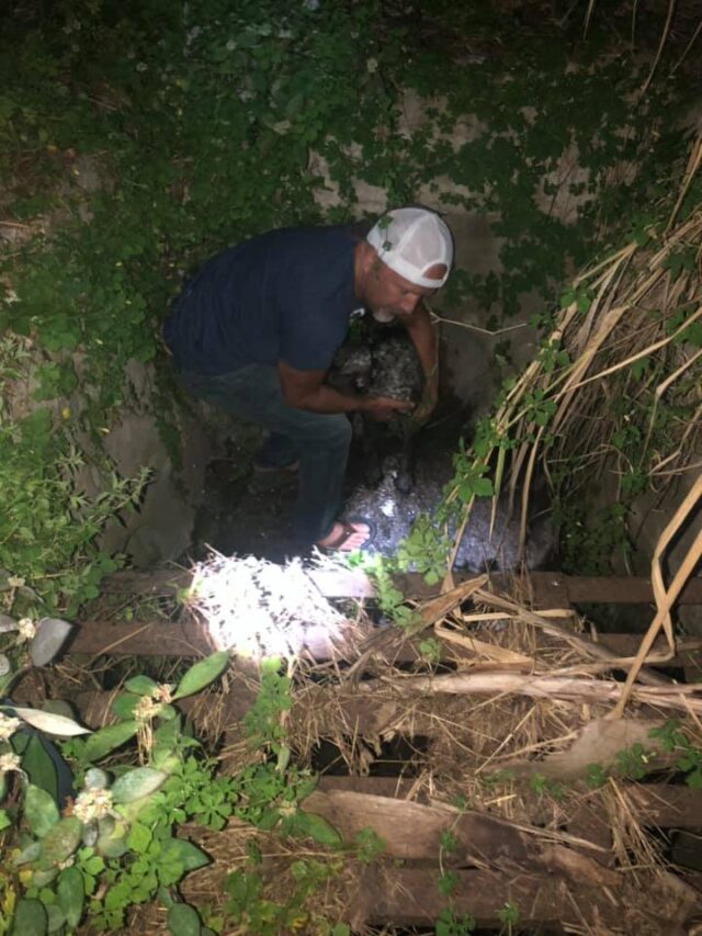dog in storm drain