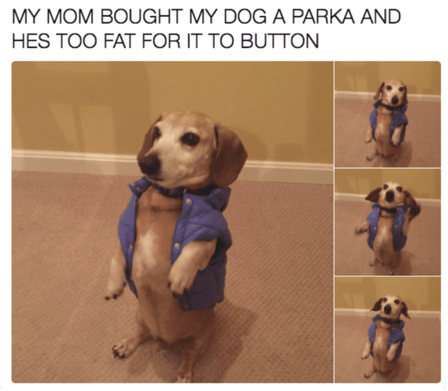 Dog Parka