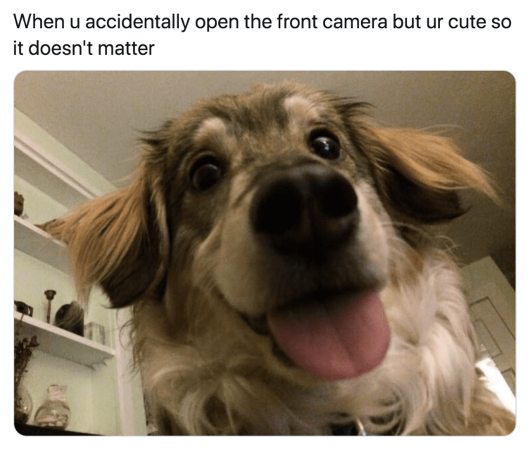 50 MORE Hysterical Dog Memes That Will Make You Laugh