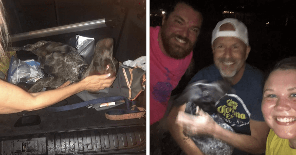 Dog stolen car rescue