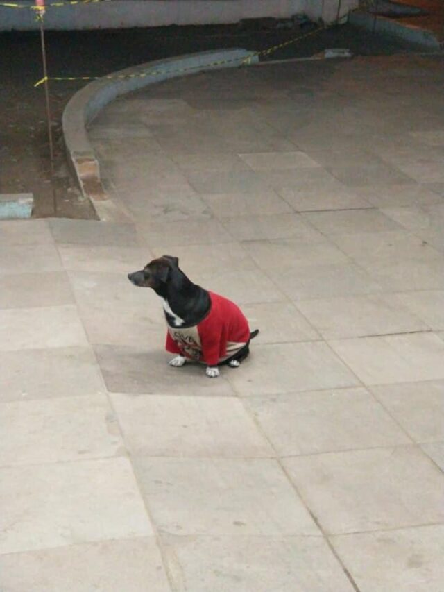 Dog waiting outside hospital