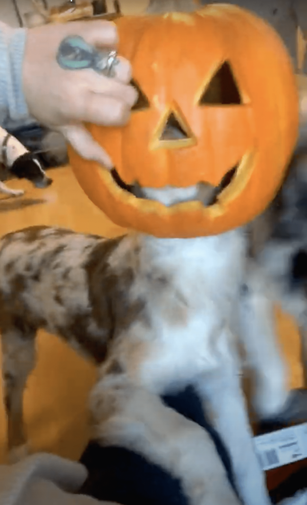 Dog wearing pumpkin