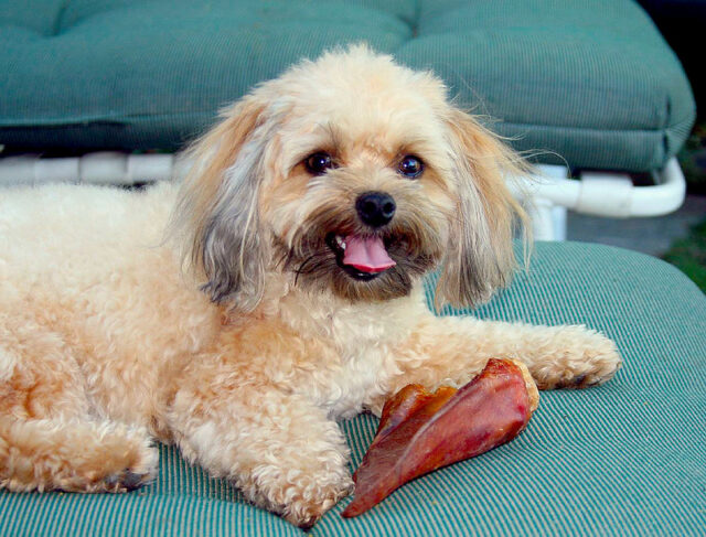 Dog with Pig Ear